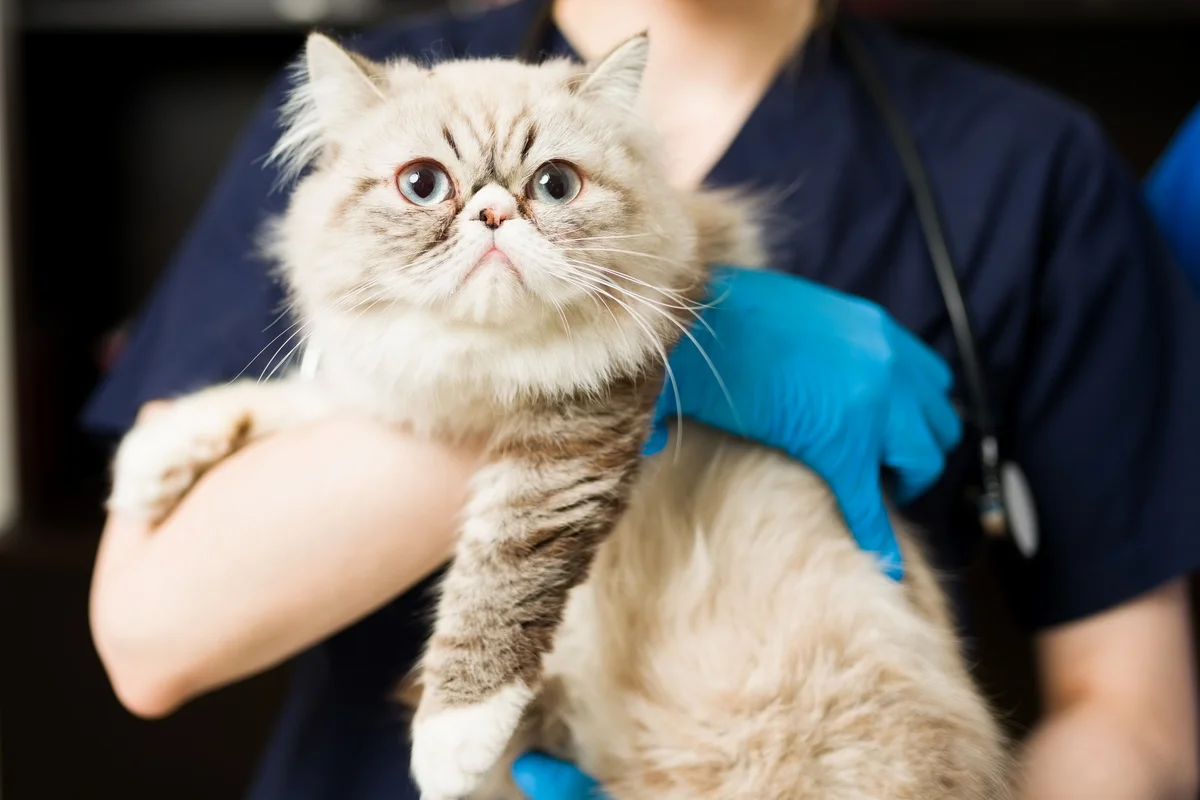Gato Persa na clínica veterinária